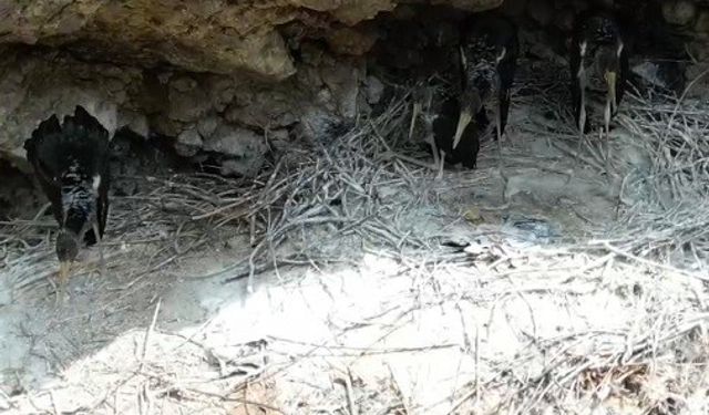 Türkiye’de nadir bulunan ’kara leylekler’ Bingöl’de ilk defa dron ile görüntülendi