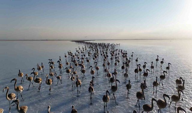 Tuz Gölünde yavru flamingolar kanat çırpmaya başladı