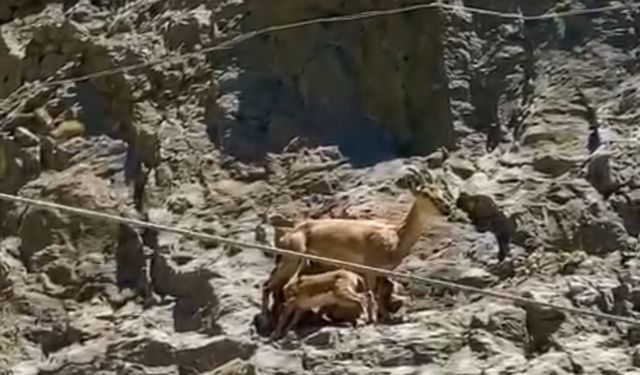 Yavrularını emziren dağ keçisi cep telefonuyla kaydedildi