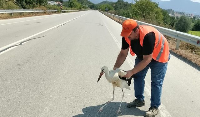 Yol kenarında yaralı halde bulunan leylek tedavi altına alındı