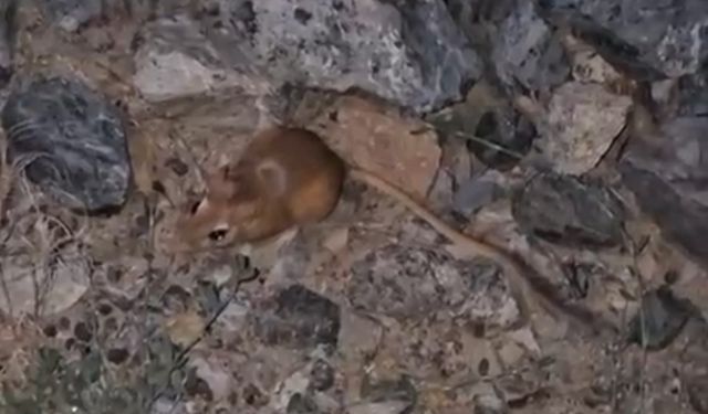 Yüksekova’da kırmızı listede bulunan kanguru faresi görüntülendi