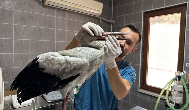 Bilecik'te avcıların bulduğu yaralı leylek tedaviye alındı