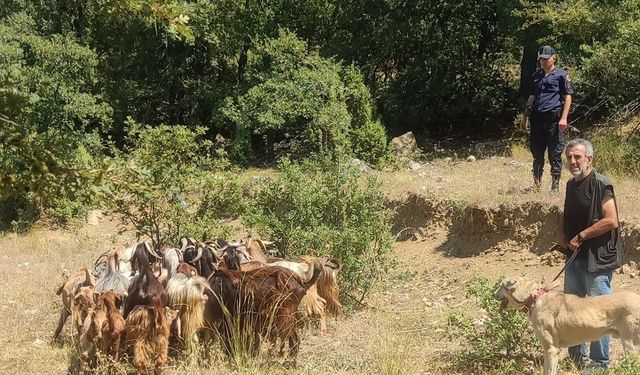 Bilecik'te merada kaybolan küçükbaş hayvanlar dronla bulundu