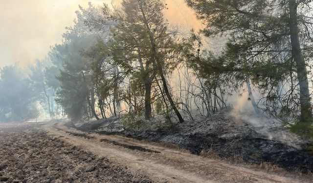 Bursa'da ormanlık alanda yangın çıktı