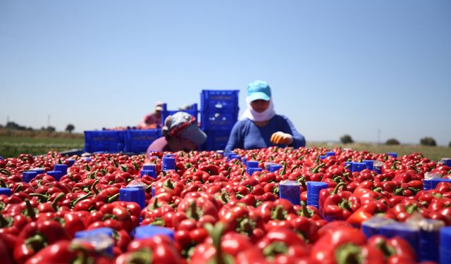 Çanakkale'de kapya biber tarla günü etkinliği düzenlendi