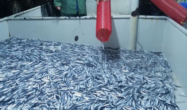 DOSYA HABER/İKLİMLE DEĞİŞEN BALIKÇILIK - Ekosistem esaslı balıkçılık olmazsa hamsi ve istavrit tükenebilir