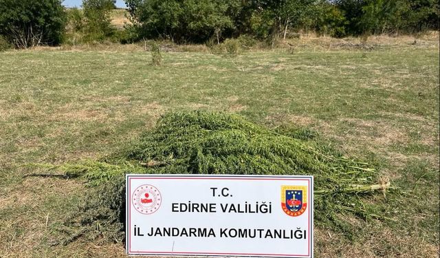 Edirne'de bir tarlada 300 kök Hint keneviri ele geçirildi