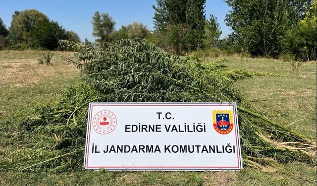 Edirne'de bir tarlada 700 kök Hint keneviri ele geçirildi