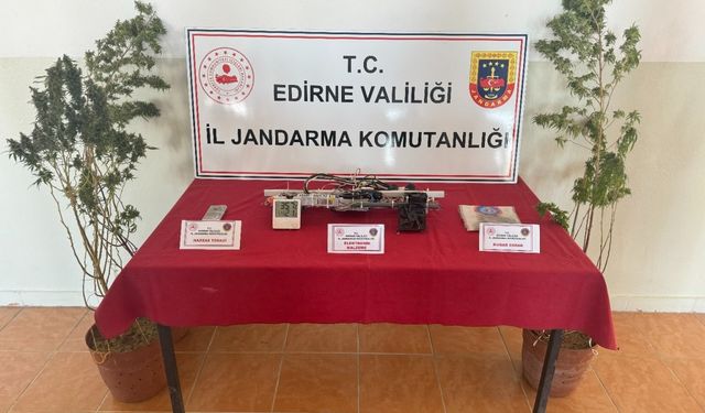 Edirne'de evinde Hint keneviri yetiştiren şüpheli gözaltına alındı