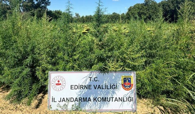 Edirne'de iki tarlada 49 bin 500 kök Hint keneviri ele geçirildi