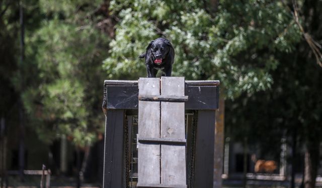 Eğitimli köpeklere entegre edilen uzaktan komuta kontrol sistemi Mehmetçiğin arazideki gözü olacak