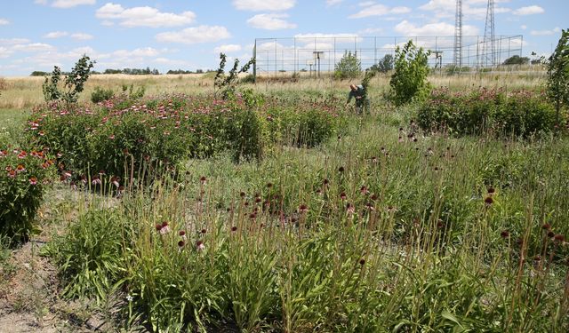 Ekinezya Trakya çiftçisine alternatif tarım ürünü olacak