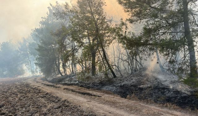 GÜNCELLEME - Bursa'da ormanlık alandaki yangın kontrol altına alındı