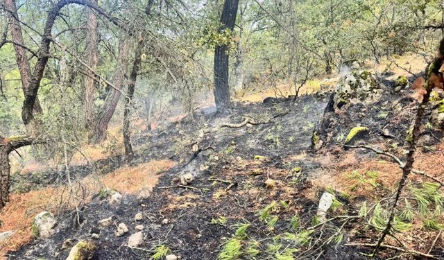 Havran'da yıldırım isabet eden ormanlık alandaki yangın söndürüldü