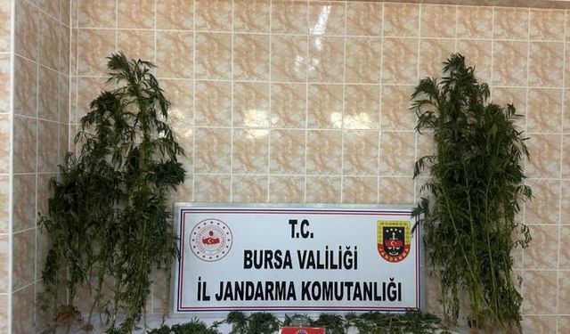 İznik'te evinin bahçesinde kenevir yetiştiren zanlı tutuklandı