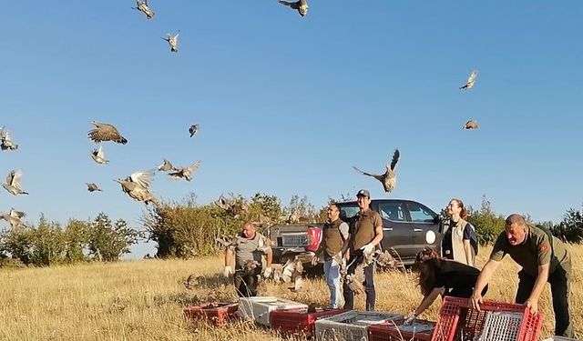 Kırklareli'nde 300 çil kekliği doğaya bırakıldı