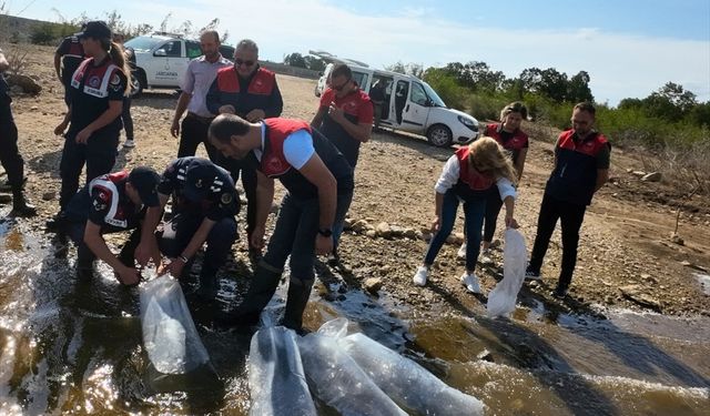 Kırklareli'nde gölet ve barajlara 205 bin sazan yavrusu bırakıldı