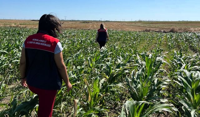 Kırklareli'nde yerli mısır çeşitlerinin gelişimi incelendi