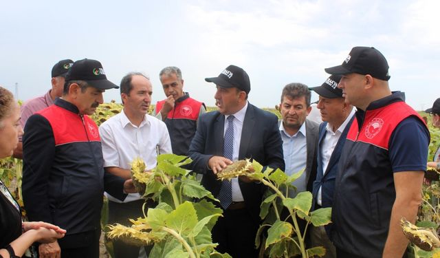 Kırklareli'nde yerli tohumdan üretilen ayçiçeğinin hasadı yapıldı