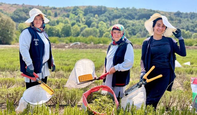 Kocaeli'de biberiye hasadı başladı