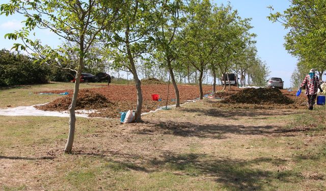 Kocaeli'de mevsimlik tarım işçilerinin fındık mesaisi başladı