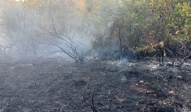 Kocaeli'de ormanlık alanda çıkan yangın söndürüldü