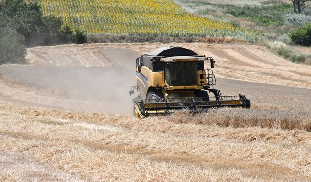 Lüleburgaz Belediyesince ekilen buğday hasat edildi