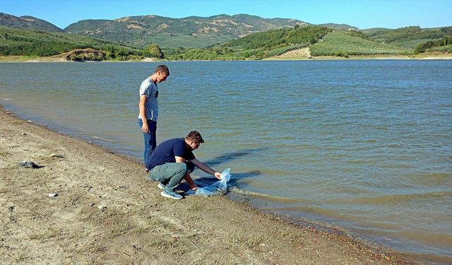 Mudanya'da 8 bin sazan yavrusu göletlere salındı