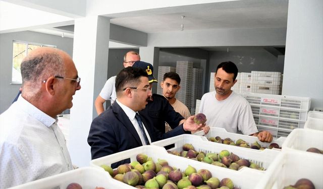 Mudanya'da siyah incir hasadı başladı