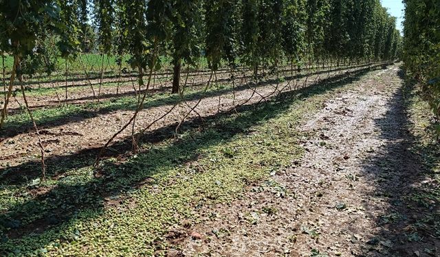 Pazaryeri'nde dolu ve sağanaktan etkilenen arazilerde hasar tespit çalışmaları sürüyor