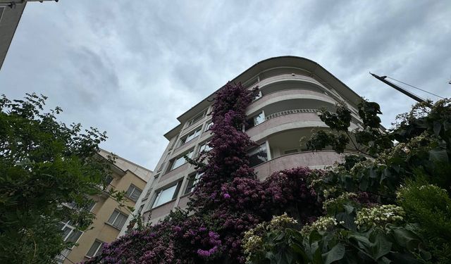 Şişli'de 5 katlı apartmanın çatısına kadar uzanan begonvil görenleri hayran bırakıyor