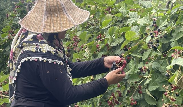 Uludağ'ın eteklerinde yetişen ahududu ve böğürtlenler kadınların gelir kapısı oldu