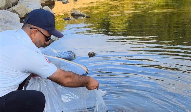 Yalova'da göletlere 100 bin sazan yavrusu bırakıldı