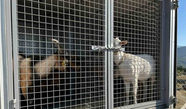 2 gündür sulama göletinde mahsur kalan 6 küçükbaş hayvan ve bir köpek itfaiye ekiplerince kurtarıldı