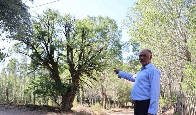 4 asırlık ağaca, korkularından ellerini süremiyorlar