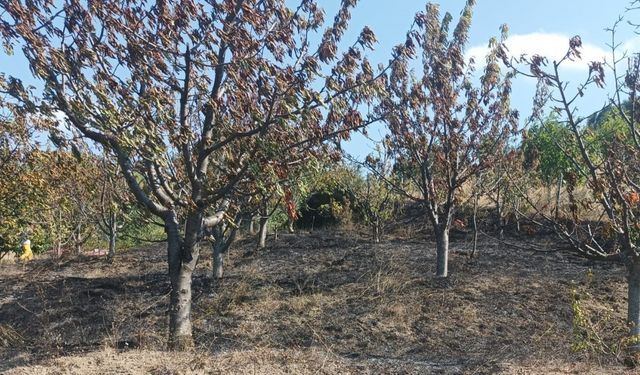 Amasya’da çıkan yangında 10 dönüm meyve bahçesi zarar gördü