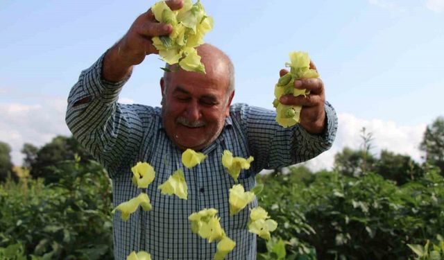 Amasya’nın ‘tescilli sarı altını’ çiçek bamyası altından daha kolay satılıyor