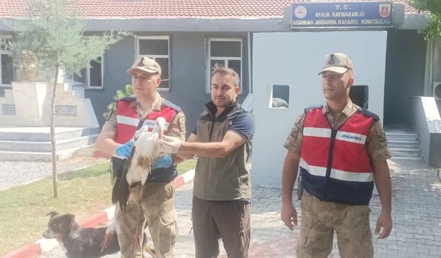 Aralık ilçesinde bulunan leylek koruma altına alındı