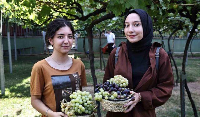 Bağcılar’da bağ bozumu zamanı