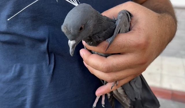 Balkon boşluğuna sıkışan güvercini itfaiye ekipleri kurtardı