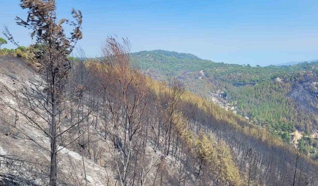 Bozdoğan’da yeşil siyaha döndü