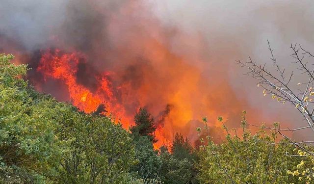 Bursa İznik’teki orman yangınında 30 hektar alan küle döndü