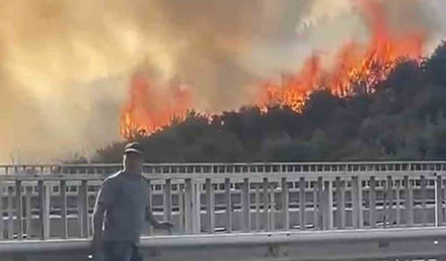 Bursa’da barakadan çıkan yangın zeytinlik alana sıçradı