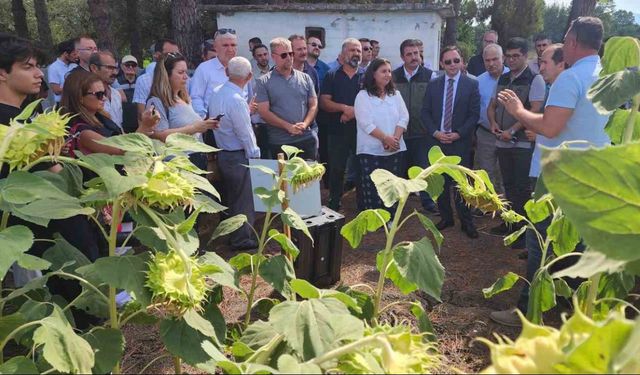 Çanakkale’de yerli ve milli ayçiçeği hasadı başladı