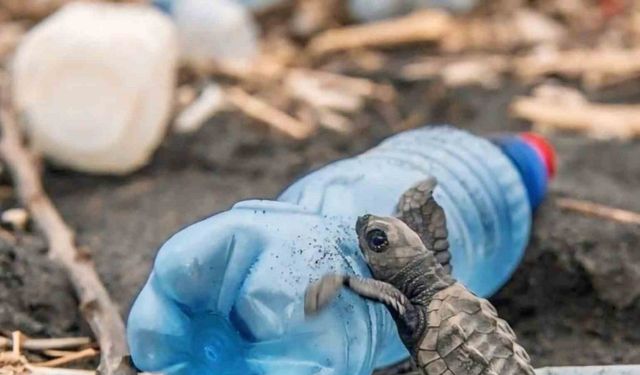 Caretta carettaların plastiklerle mücadelesi