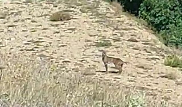 Doğanın özel avcısı ‘Vaşak’ Tunceli’de görüntülendi