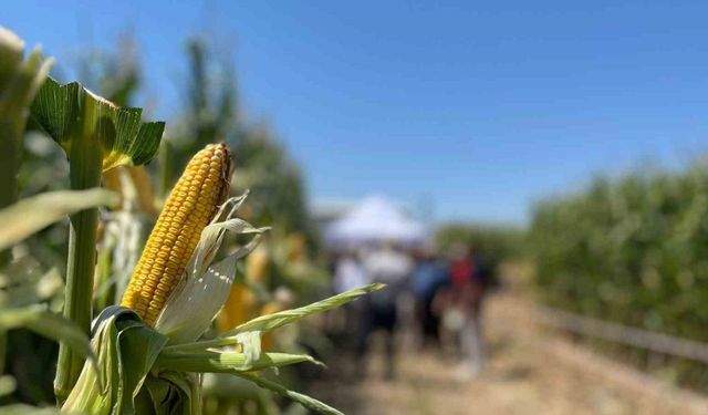 Farklı şehirlerden gelen çiftçiler, tarlada yetişen mısırları inceledi