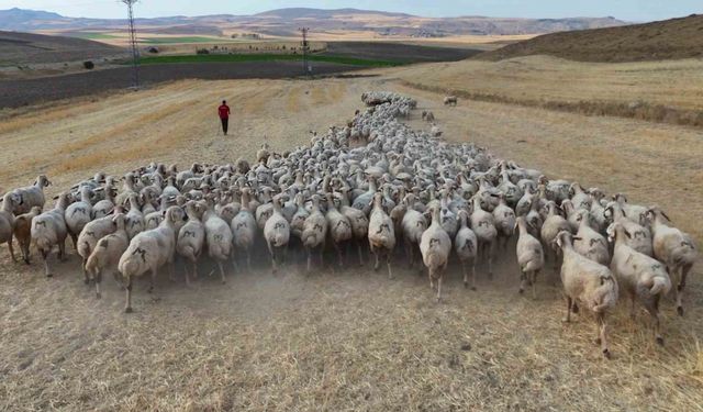 Hayvan sahipleri isyan etti: ‘Türk çoban kalmadı’