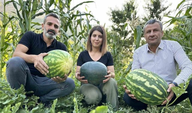 Hem öğretmen hem de çiftçi: Yetiştirdiği karpuzlar 20 kiloya ulaştı