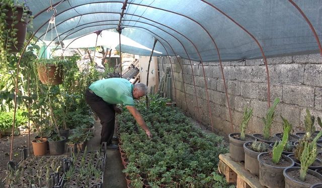 Hobi olarak yetiştirdiği çiçekleri, seyyar tablasında satıyor